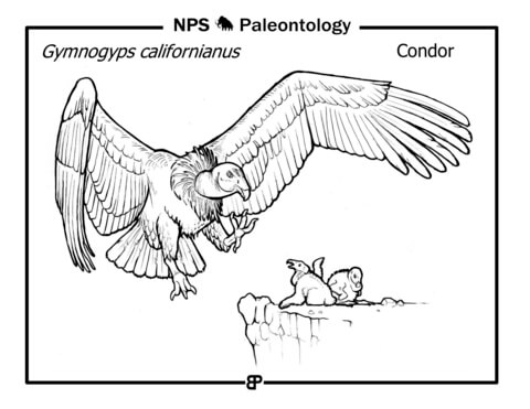 California Condor (Gymnogyps Californianus) Coloring Page